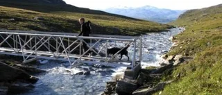 Vandra med vovve i fjällen