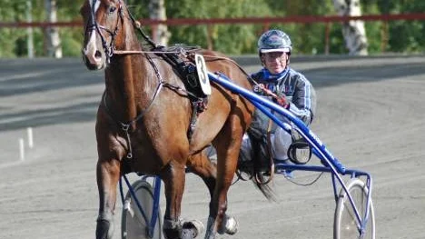 Catchdrivern John Östman debuterar bakom Piteåstallet Ullriks häst Leonas Yeti i 200 000-kronorsloppet, Här är Östmans Swift Triump.