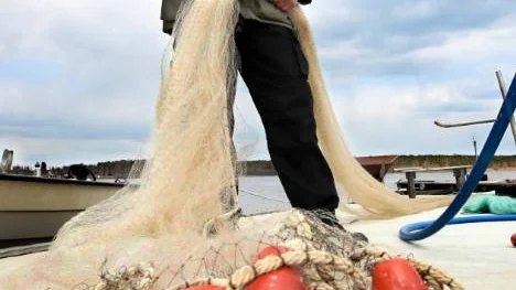 Åtta av Folke Brännströms nät beslagtogs för en vecka sedan av fisketillsynsmäns.