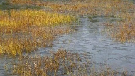 NOVEMBERBILD. Nyis i vassen.