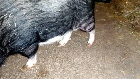 VANVÅRDADE. Grisarnas långa och vanvårdade klövar tyder på att verkning av klövarna inte har skett regelbundet, enligt djurskyddshandläggare Kerstin Tuhkanen.