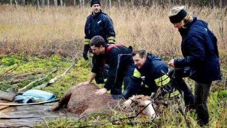 NÖDSTÄLLD. Hästägaren Lale Andreas kämpar tillsammans med Jan Sjöberg och Andreas Berg från räddningstjänsten i Råneå för att dra upp islandshästen Geisli ur myren.