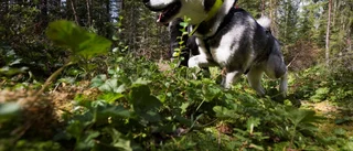 Två älghundar stals från hundgård