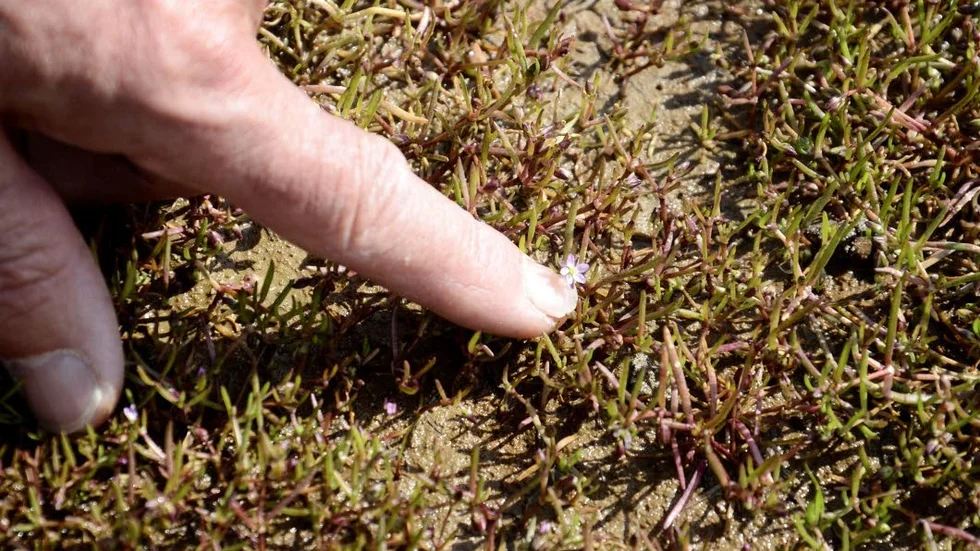 Den för länet ovanliga saltnarven visar blygsamt upp en liten blomma.