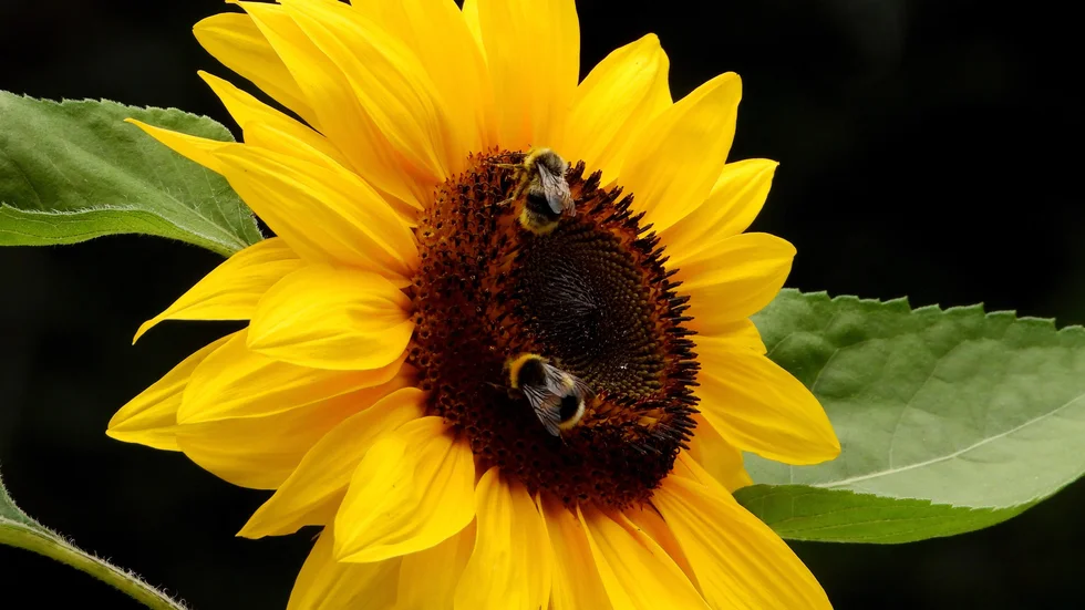 År 2020 gjorde regeringen en satsning för att förbättra situationen för vilda pollinatörer och pollinering. En del av de medel som regeringen satsar, fördelas till åtgärder inom LONA, den lokala naturvårdssatsningen.