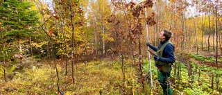 Unikt ekprojekt har startat vid Ekolsunds slott