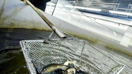 SNART DAGS. Nu är det bara tre månader kvar innan de här tvååriga smolten är klar för att ta steget ut i älven. Gurli Lundqvist på Hedens laxodling erkänner att när fiskare berättar om storfångster så tänker hon på att de är deras barn.Foto: Andreas Wälitalo