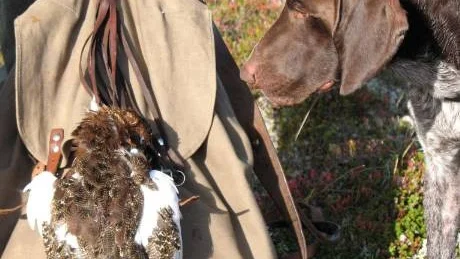 Begränsad jakt. Länsstyrelsen vill redan nu förvarna ripjägarna i fjällen om att den dåliga tillgången på ripa, kan  innebära begränsningar i jakten. Foto: Ulf Lindroth
