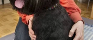 Bra med daglig vård av hunden
