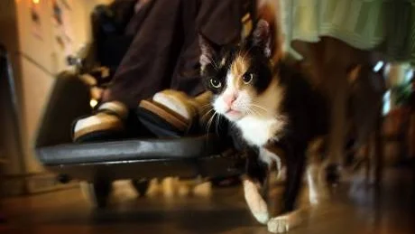 NY FAMILJ. Katten Saga har fått ett nytt hem hos de boende på HSB omsorgs demensboende i Sollentuna.