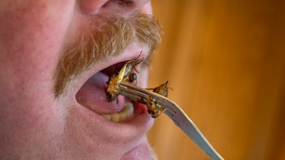 Att äta insekter framförs som en lösning på milö- och andra problem. I stället bör vi satsa på att lära oss uppskatta svamp, nötter och ätbara växter, menar insändarskribenten.