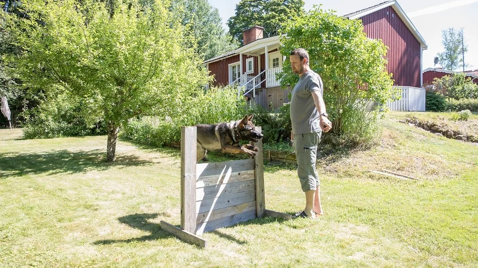 "Hopp då!" Schäferhunden Ezta visar upp sina färdigheter på uppmaning av husse Mikael Svensson - Solgläntanbo sedan 14 år tillbaka.