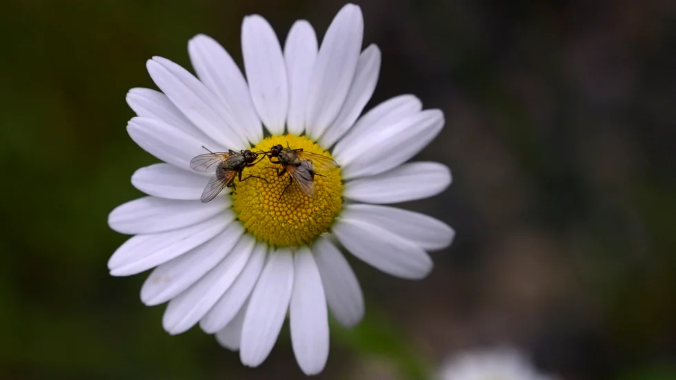 Flugor är viktiga pollinatörer, något som är värt att understryka tycker biologen Mattias Forshage. 