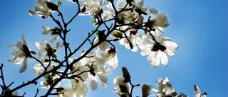 Student sågade sönder magnolia – åtalas för skadegörelse: "Inte det smartaste"