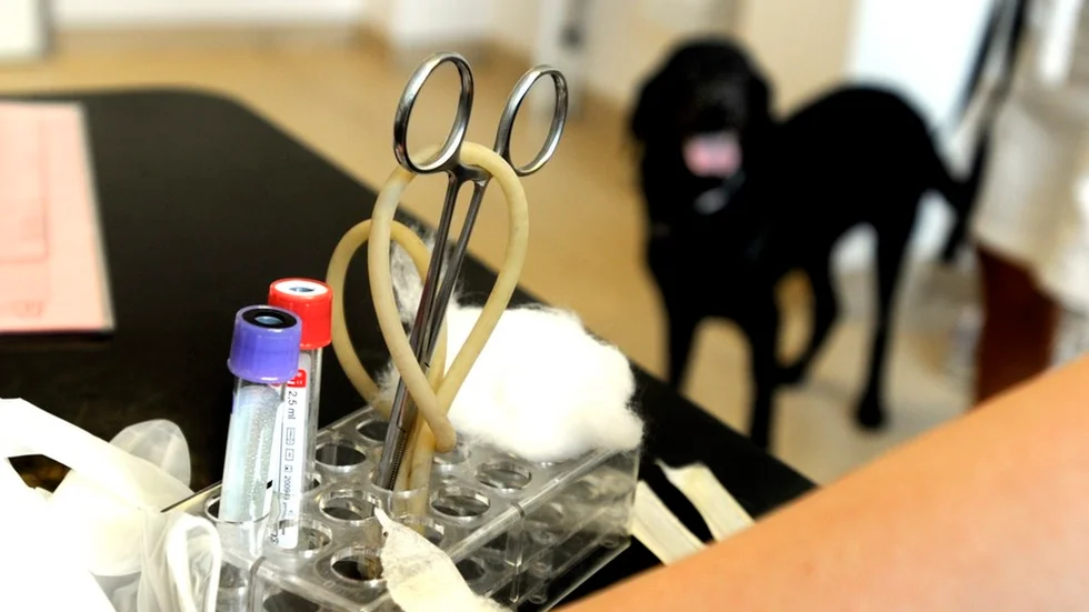 En hund, men inte den på bilden, fick föras till veterinär och avlivas efter att ha ätit något som gjort honom allvarligt sjuk.
