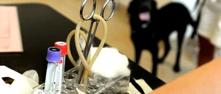 Hund fick avlivas – misstänks ha förgiftats