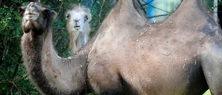 Många av barnens favoriter finns i Lilla zoo
