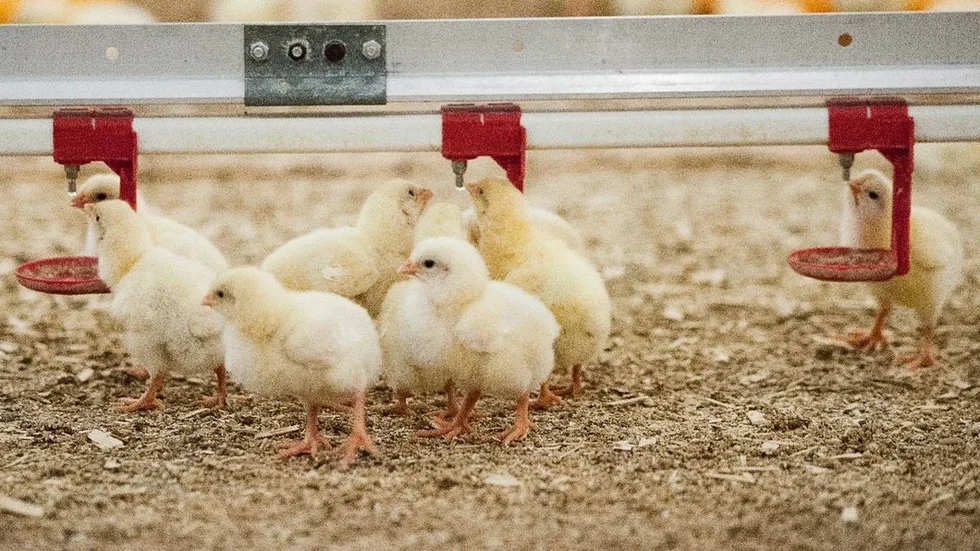 Den planerade kycklingfabriken ska använda totalt 22500 kubikmeter vatten per år via egen borrad brunn. Högst 550000 djurplatser ska finnas i fyra anläggningar som producerar cirka fyra miljoner slaktkycklingar i åtta uppfödningsomgångar per år.