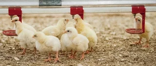 Omtvistad kycklingfarm avslås i Julita
