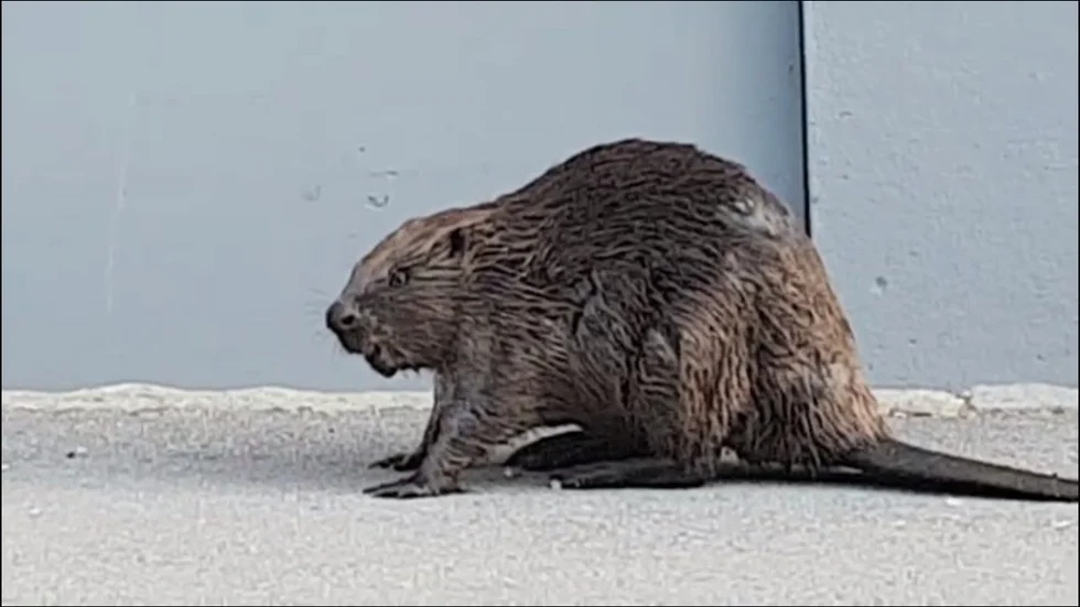 Bäver fångad på film av Pelle Olsson.