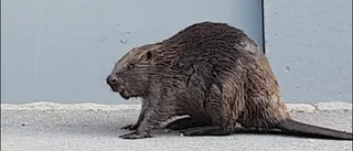 Här möter Pelle bävern på trottoaren - fångad på film