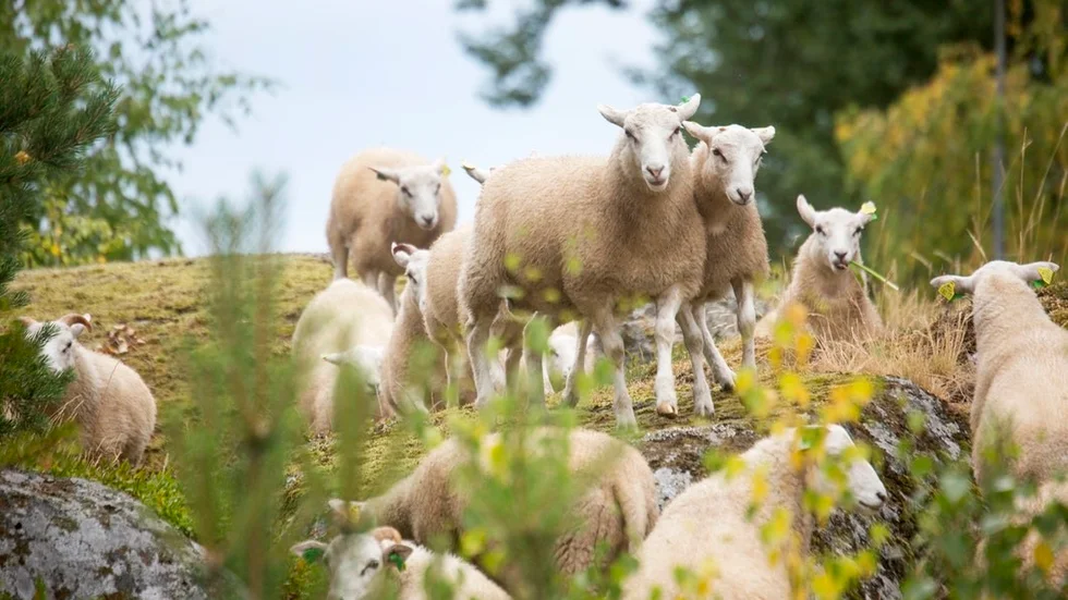 10 lösa baggar går runt i Runtuna – de har inte riktigt samma trygga situation som djuren på den här bilden.