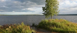 Läsarbilden: En sån sommarkväll