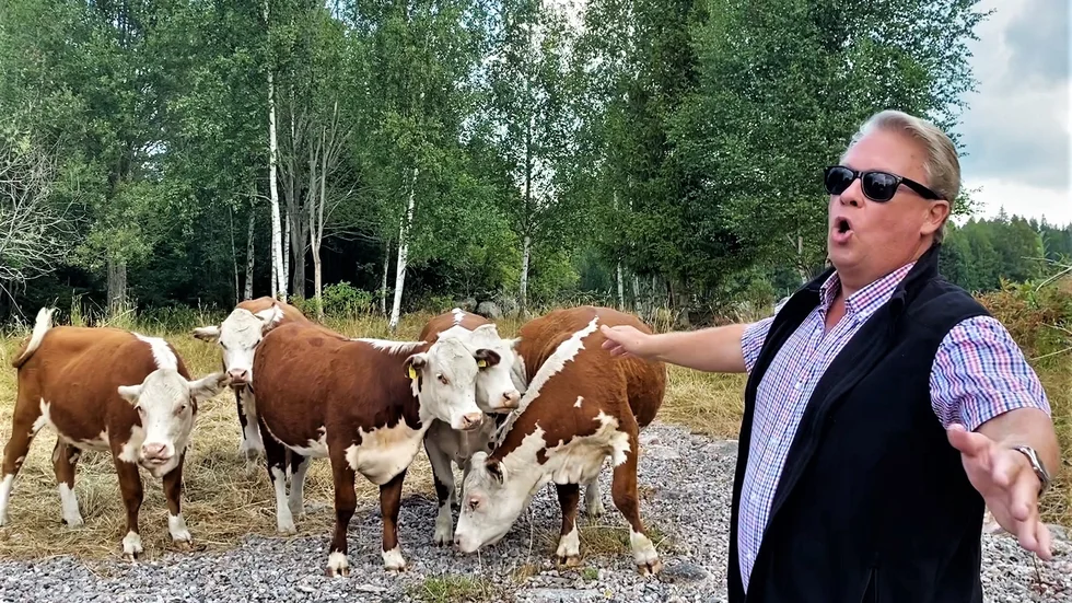 Dirigenten och sångaren Conny Holmgren sjunger för kossorna i förra årets "Opera bland kossor". (Arkivbild)
