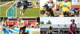 SM i agility har dragit i gång på LF Arena: "Pirrigt och jättekul" • Fartfyllda tävlingar
