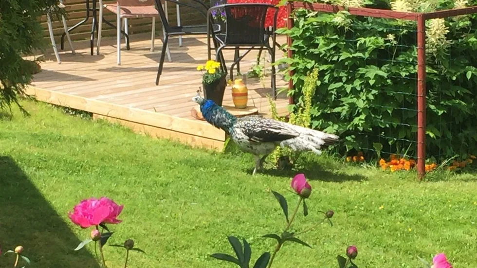 påfågel