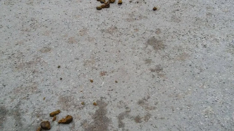 Den här synen mötte Mia utanför Ekeby vårdcentral tidigare i veckan.