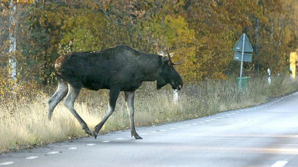 Två personbilar har kolliderat med en älg på Tosterö. Bilden är tagen i ett annat sammanhang.