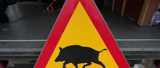 Forskaren: "Viltolyckorna kommer fortsätta att öka"