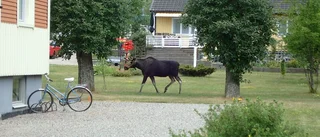 Närgången älg i Tystberga