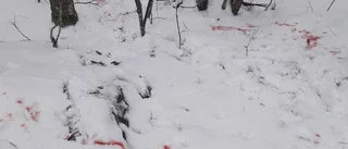 Tjuvskyttar fällde rådjur – jägarbasen uppgiven