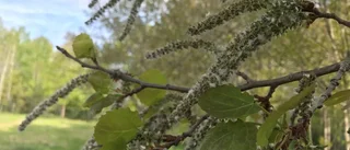 Därför "snöar" det i vårvärmen
