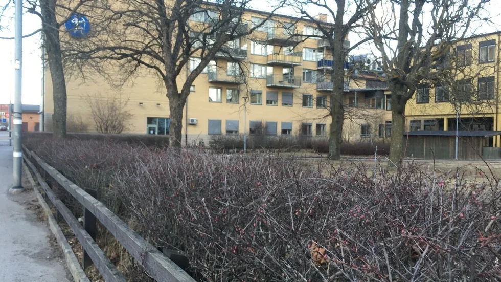 Utefter Kungsgatan, där en häck är planterat i dag, planerar KFAB att bygga ett nytt flerfamiljshus.