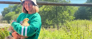 Här blandas barnskratt, hönors kacklande och grisars grymtande