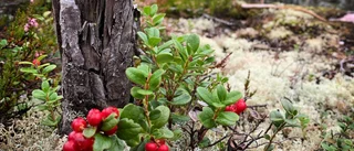 Skicka in höstbilder och var med i vår fototävling • Se läsarnas bilder här