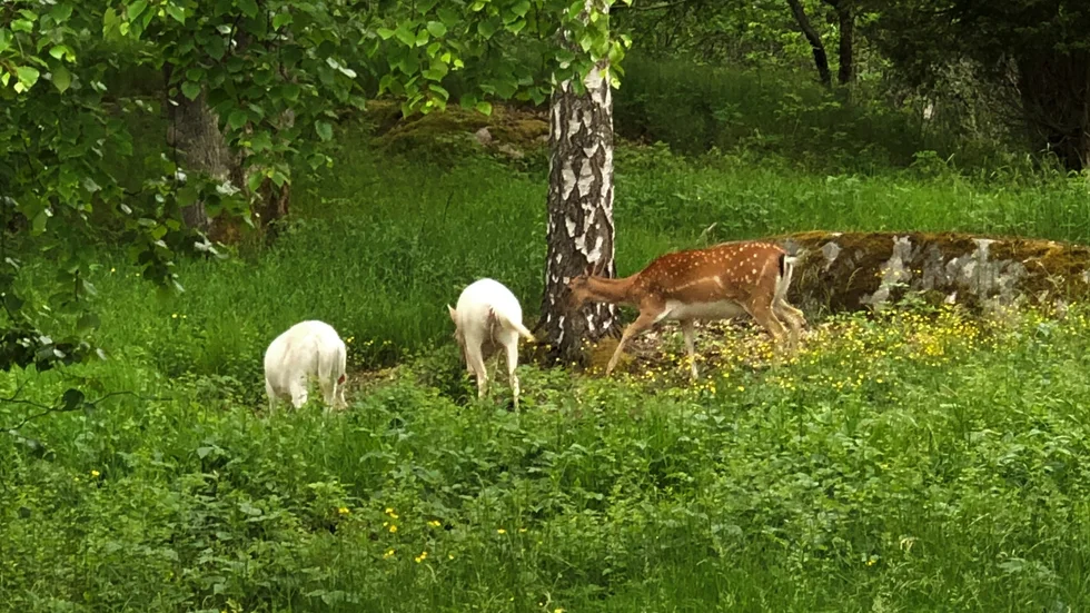 Margareta och hennes man hade aldrig sett en vit hjort innan, men det ändrades sig när de var påväg till deras utflykt.