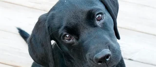 Hundåren går