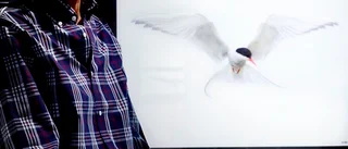 Fåglar bakom glas och ram