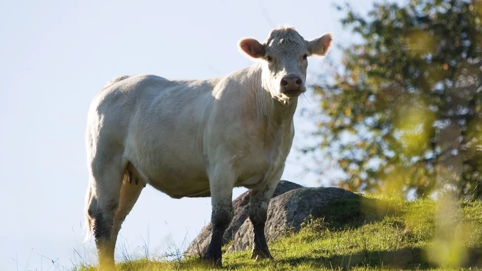 Snart syns och hörs kossorna vid Stora Djulö igen. 