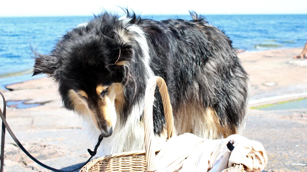 Hunden Lady var badsugen i hettan, men var får hon bada egentligen? Ladys matte säger att folk vanligtvis brukar vara positivt inställda till Lady när hon är med och badar. 