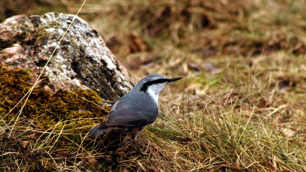 Nötväckan som vanligtvis kryper på träd ses här på marken i jakt på föda. Det är en av arterna som tjänar på att vissa lövträd lämnas kvar när granskog avverkas. Arkivbild.