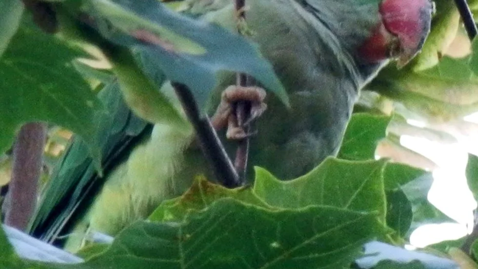 goja