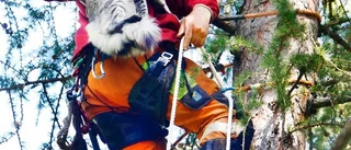 Arborist ordnade lyckligt slut på kattäventyr
