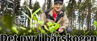 Bråket i bärskogen kan bli en valfråga
