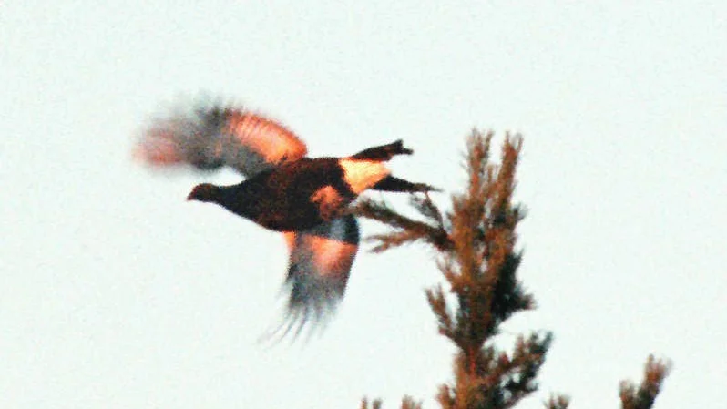 FLYGOLYCKA. Orren dog på platsen (det här är dock en orre från Norrbottens skogar).