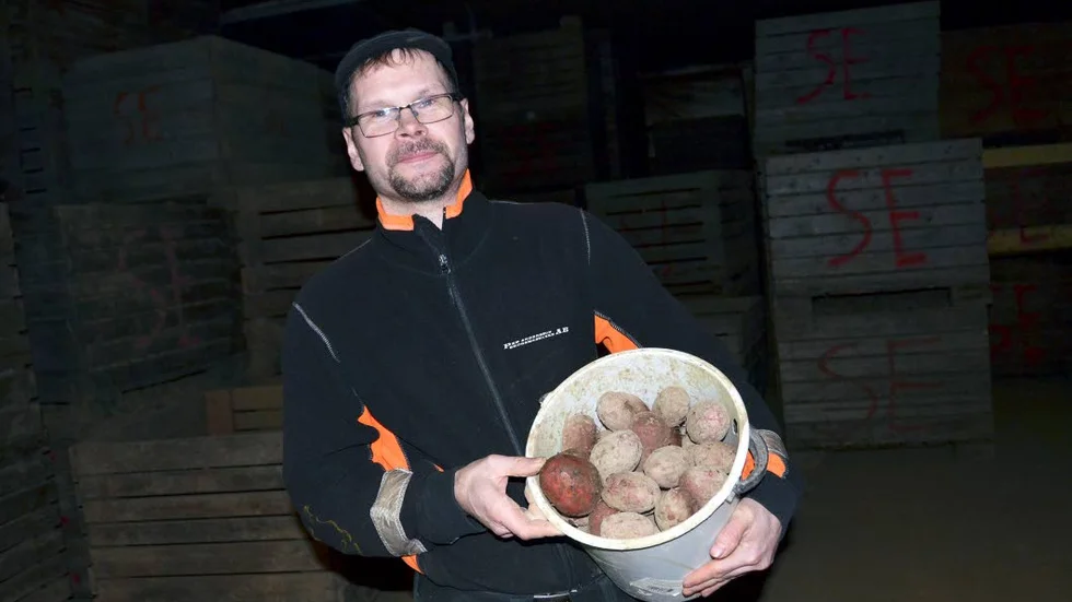 För högt. För glykoalkaloider i potatis finns ett nationellt gränsvärde enligt Livsmedlesverkets föreskrifter. Fredrik Erikssons potatissort Rosagold överskred det gränsvärdet.